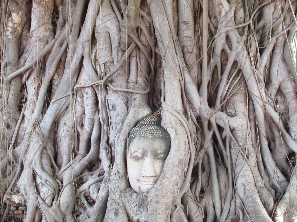 菩提樹の根に覆われた仏頭